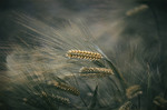 Wheat - Christian Fuhrmann