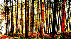 Bäume in Rot - Gemäalde - AhRTISTS - Trees Jong